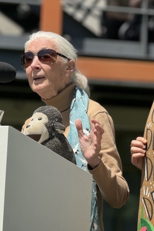 Kahramanım Jane Goodall