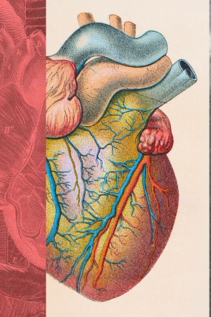 LDL Kolesterol Nedir ve Nasıl Düşürülür?