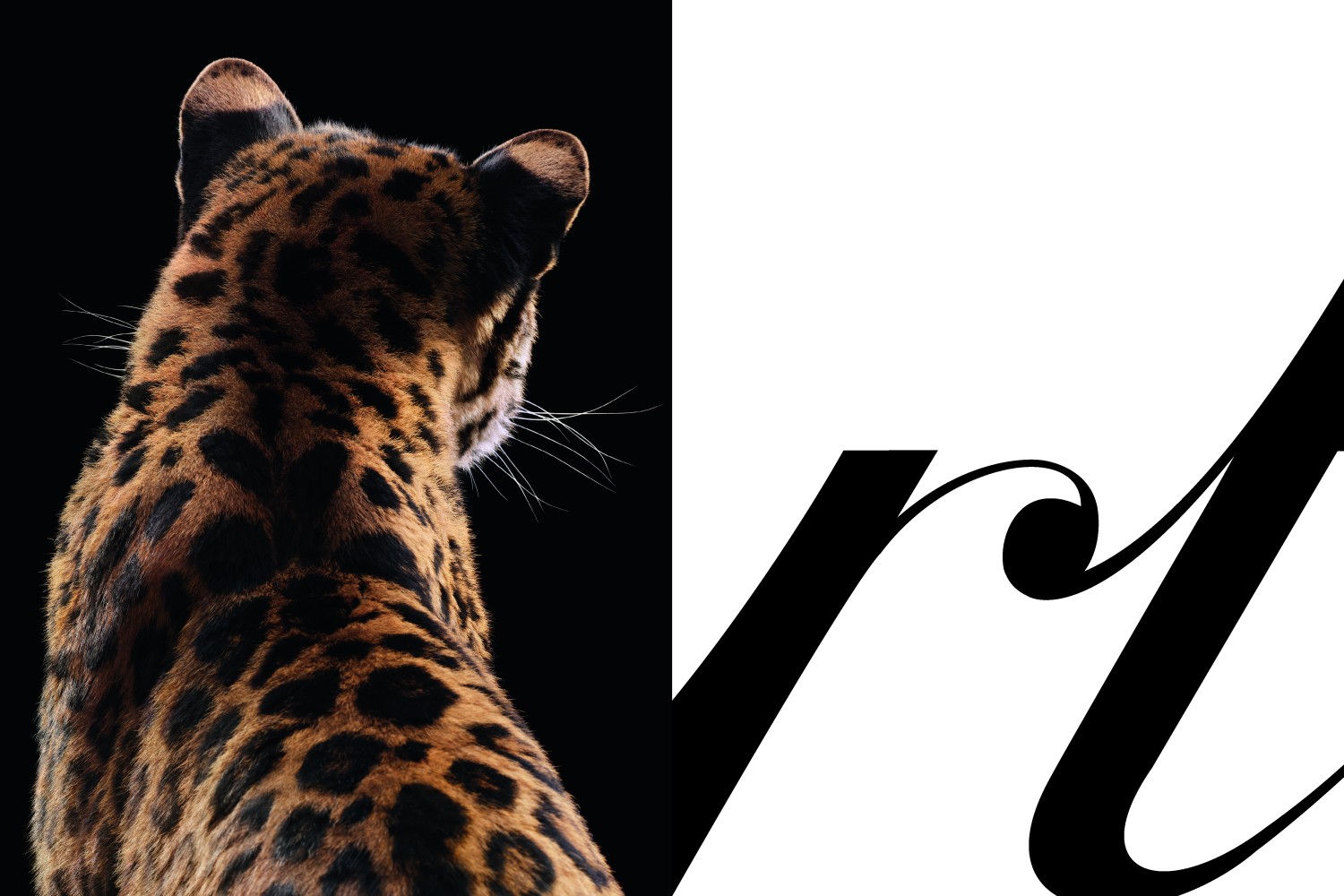 Cartier Panteri Kutluyor