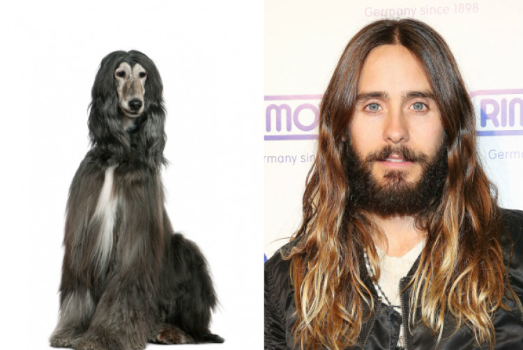 Saç İlhamımız Hayvan Aleminden Mi Geliyor?