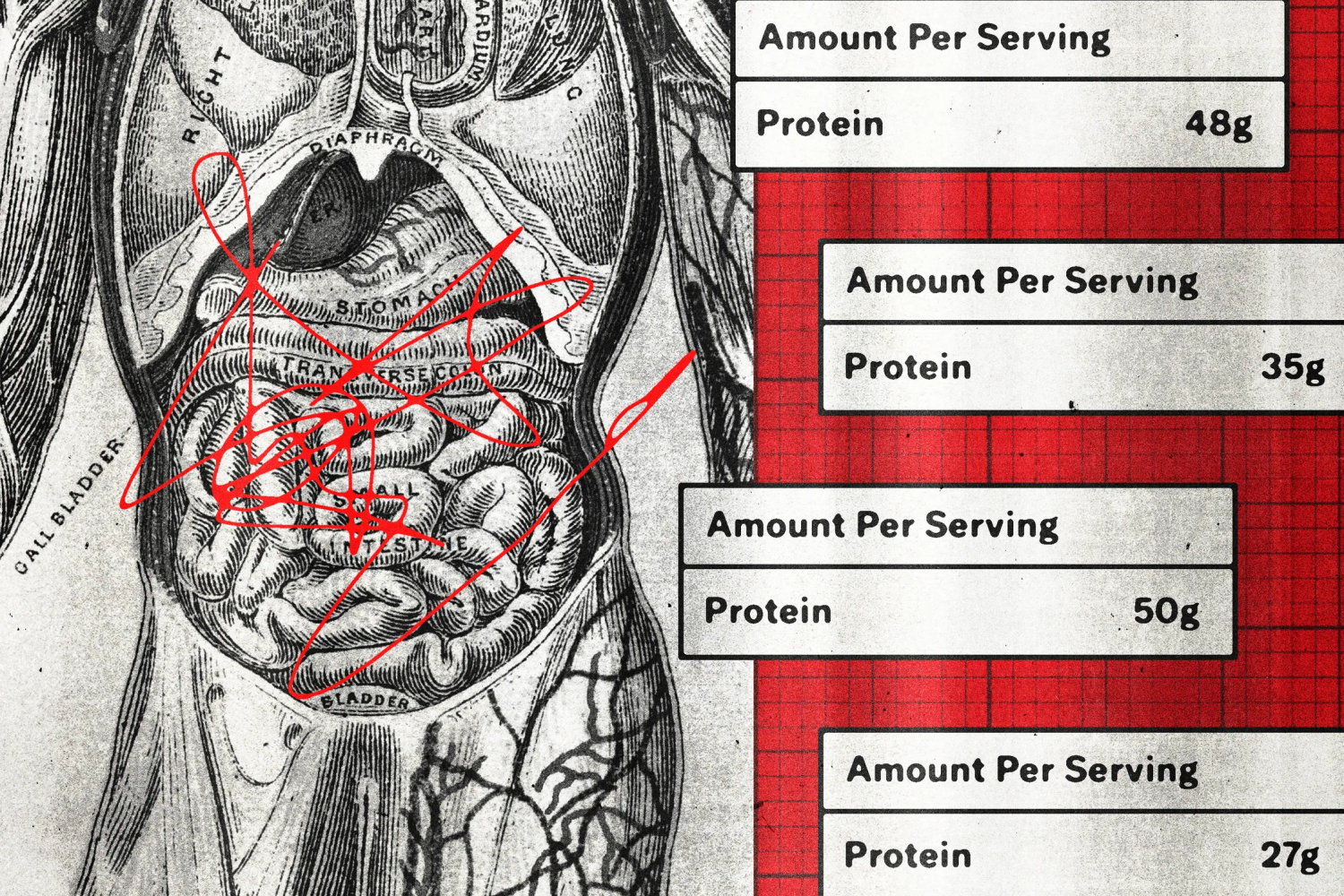 Proteinmaxxing Bağırsaklarıa Zarar Veriyor Mu?