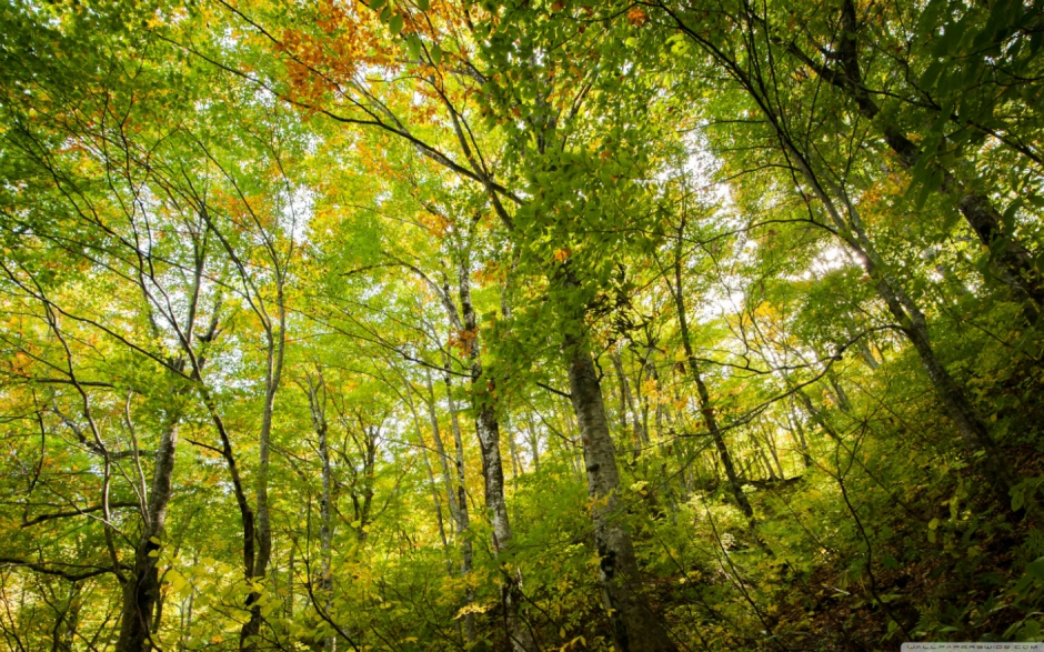 Dünyadaki en pahalı kereste: öd