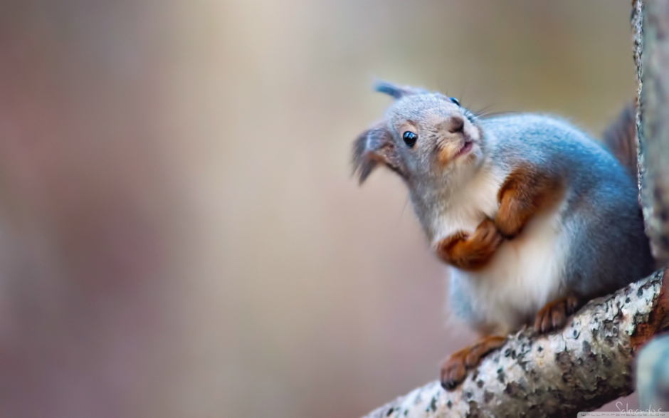 Dünyadaki en pahalı kereste: öd