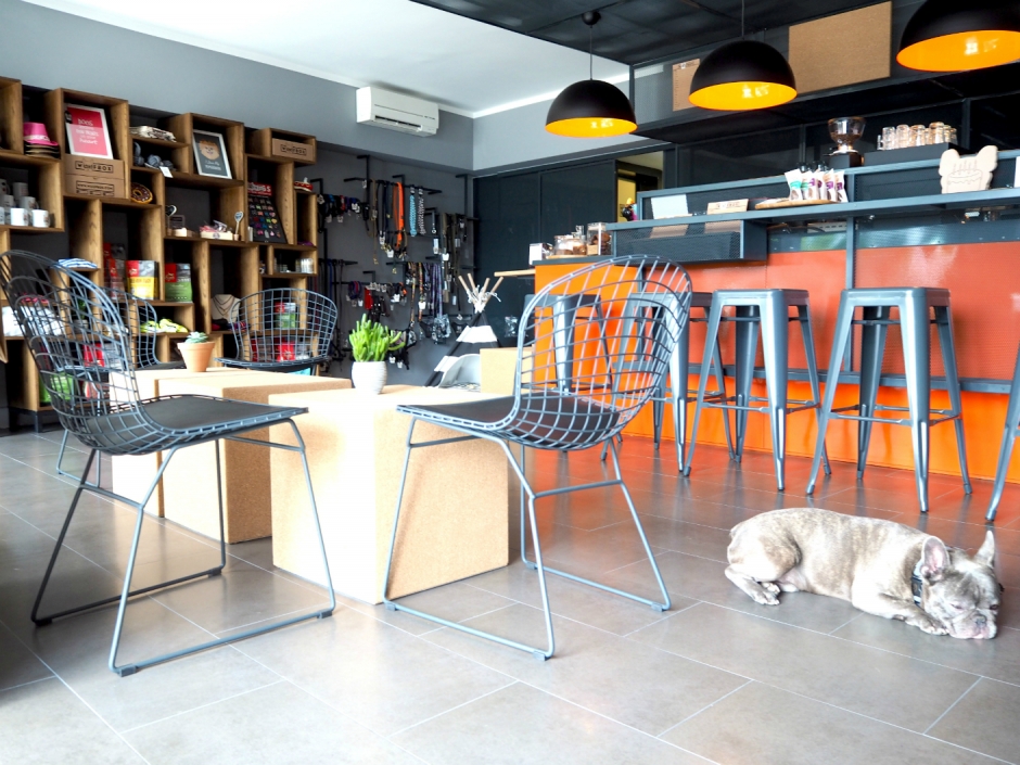 İstanbul'un Hayvan Dostu Mekanları