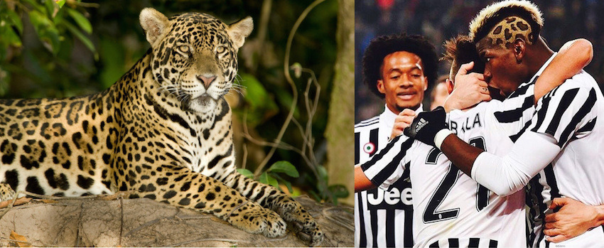 Saç İlhamımız Hayvan Aleminden Mi Geliyor?