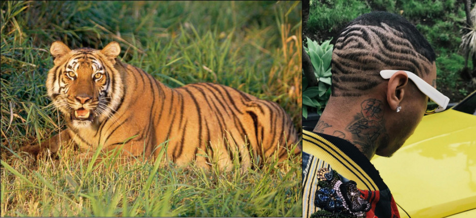 Saç İlhamımız Hayvan Aleminden Mi Geliyor?