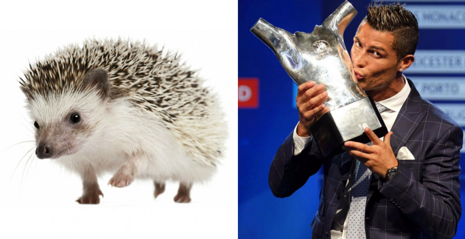 Saç İlhamımız Hayvan Aleminden Mi Geliyor?