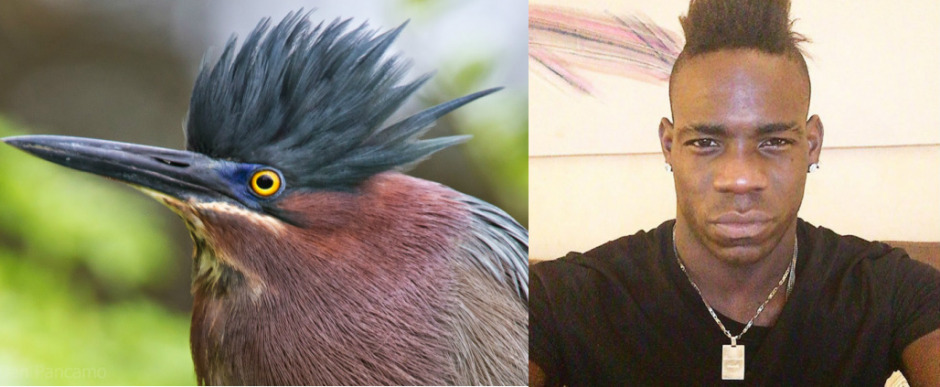 Saç İlhamımız Hayvan Aleminden Mi Geliyor?