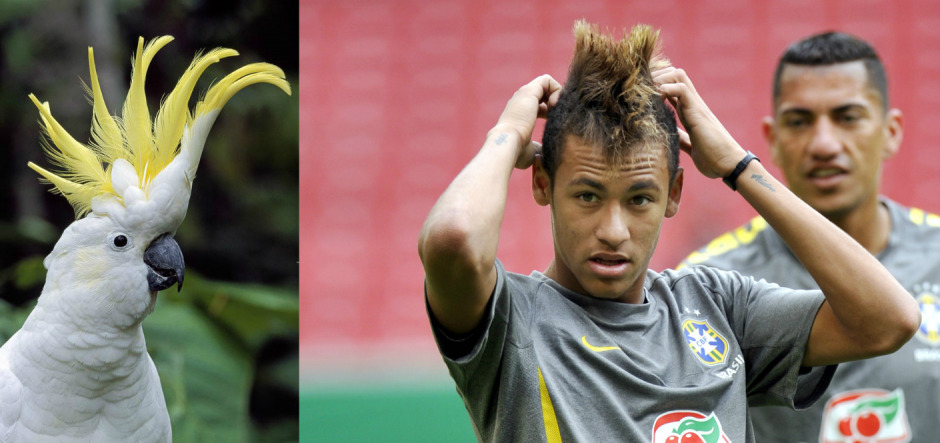 Saç İlhamımız Hayvan Aleminden Mi Geliyor?