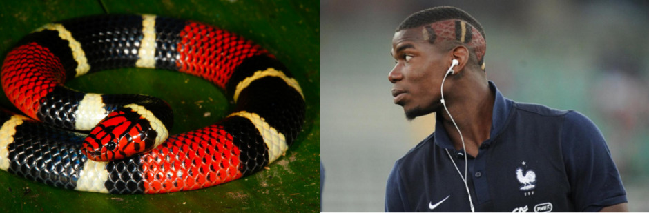 Saç İlhamımız Hayvan Aleminden Mi Geliyor?