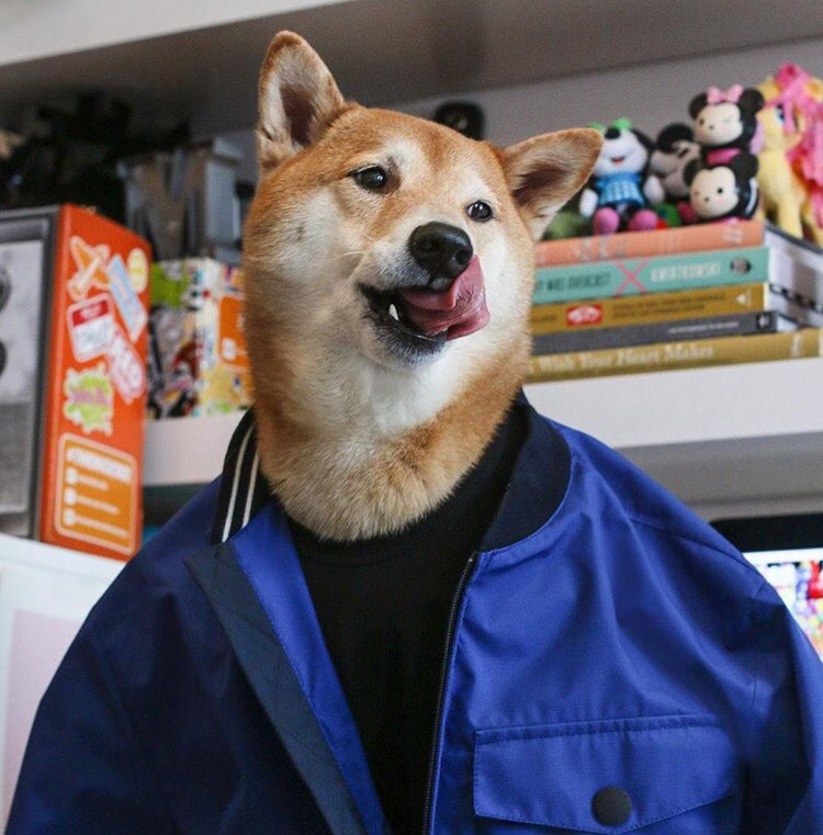 Dünyanın En Stil Sahibi Köpeği İle Tanışmaya Ne Dersiniz?