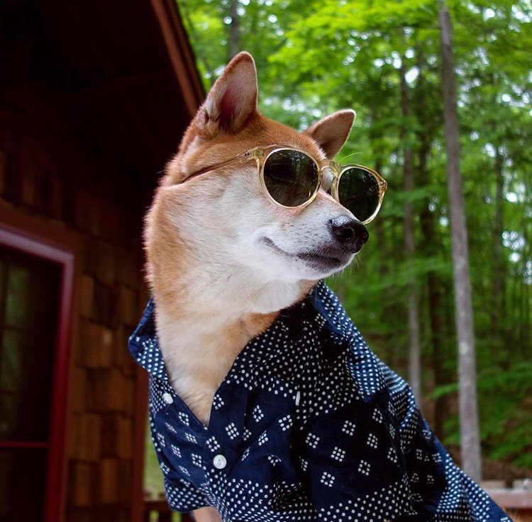 Dünyanın En Stil Sahibi Köpeği İle Tanışmaya Ne Dersiniz?