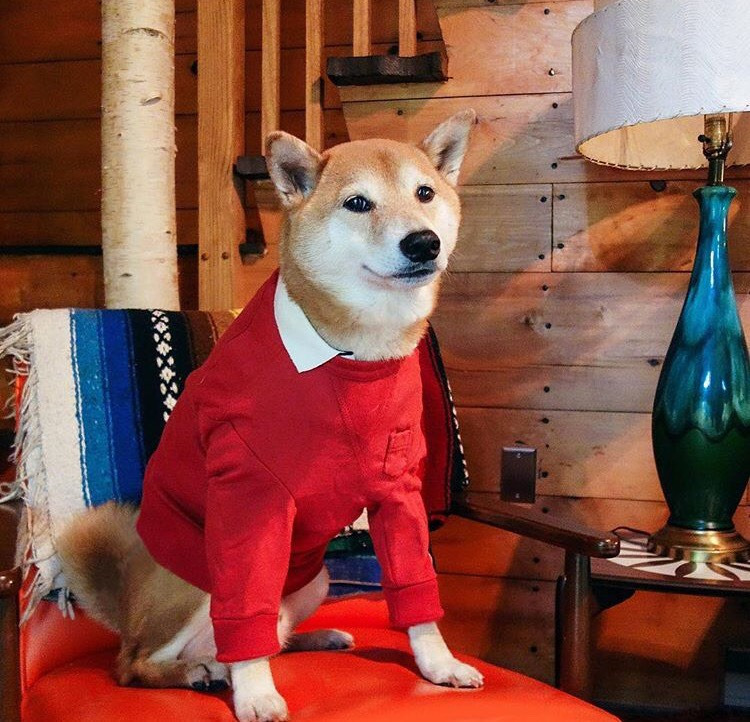 Dünyanın En Stil Sahibi Köpeği İle Tanışmaya Ne Dersiniz?