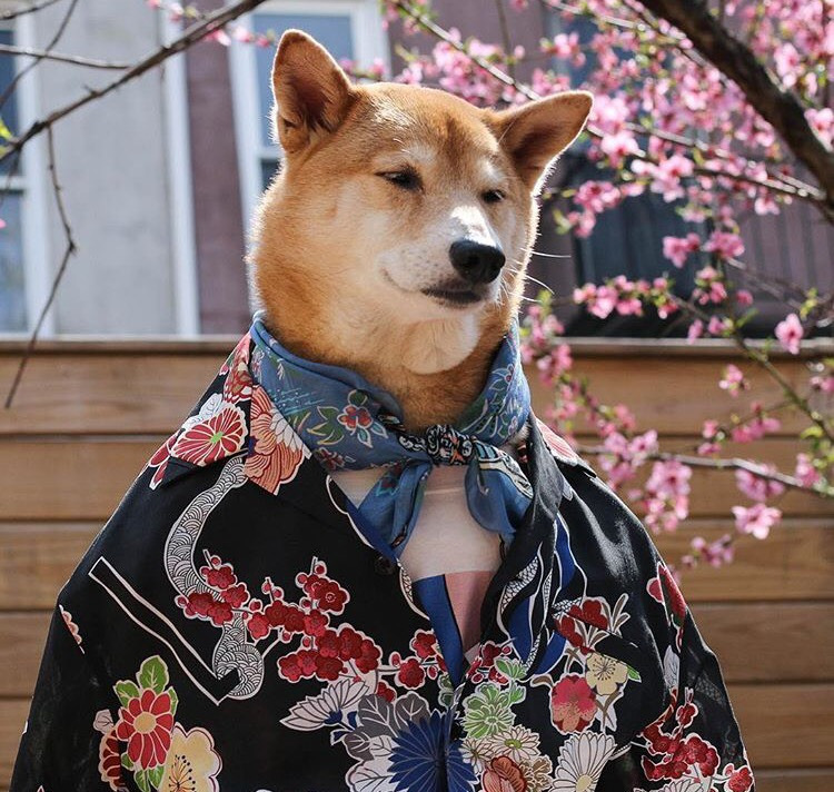 Dünyanın En Stil Sahibi Köpeği İle Tanışmaya Ne Dersiniz?