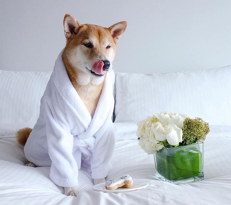 Dünyanın En Stil Sahibi Köpeği İle Tanışmaya Ne Dersiniz?