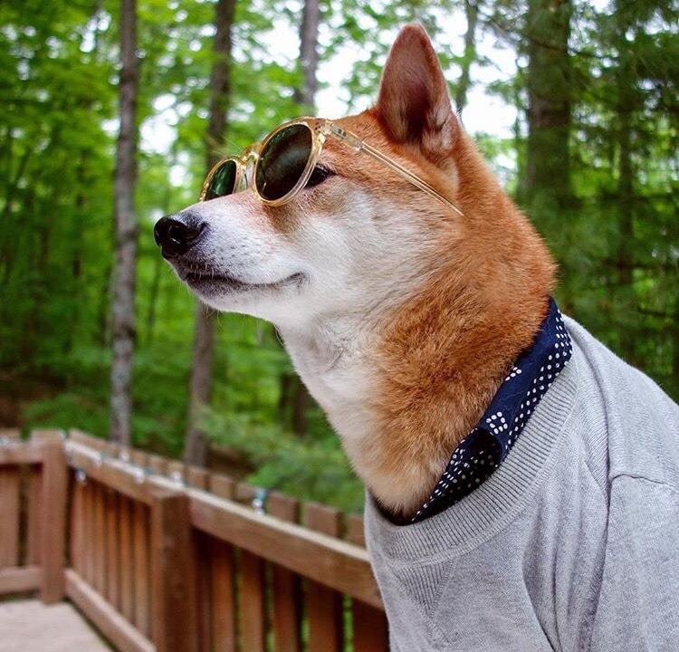 Dünyanın En Stil Sahibi Köpeği İle Tanışmaya Ne Dersiniz?