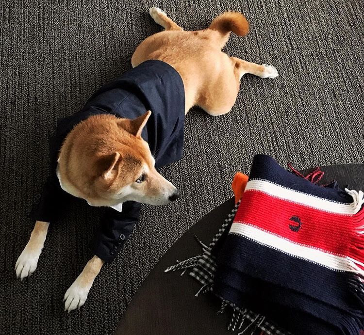 Dünyanın En Stil Sahibi Köpeği İle Tanışmaya Ne Dersiniz?