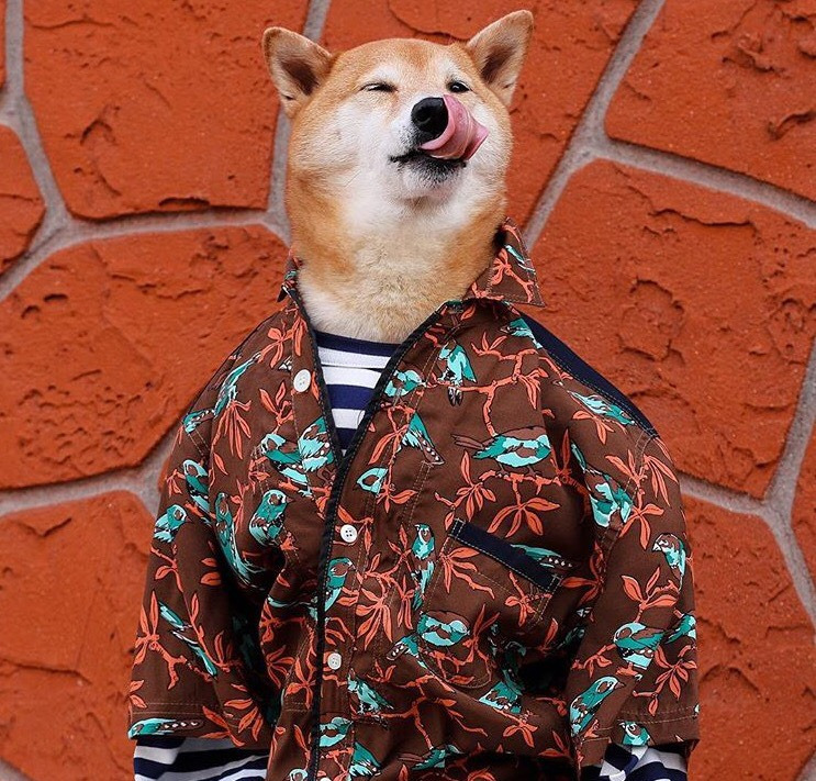 Dünyanın En Stil Sahibi Köpeği İle Tanışmaya Ne Dersiniz?