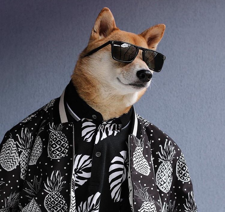 Dünyanın En Stil Sahibi Köpeği İle Tanışmaya Ne Dersiniz?