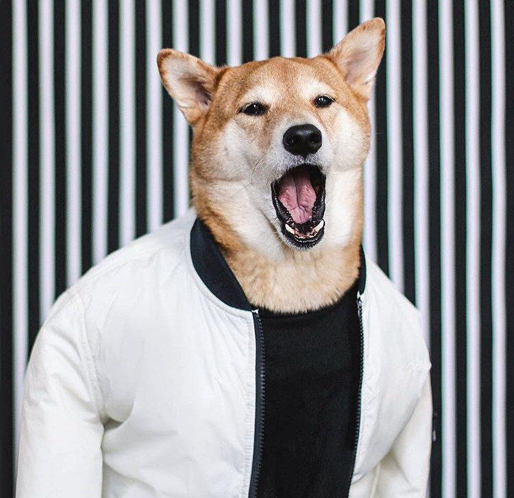 Dünyanın En Stil Sahibi Köpeği İle Tanışmaya Ne Dersiniz?