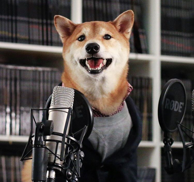 Dünyanın En Stil Sahibi Köpeği İle Tanışmaya Ne Dersiniz?