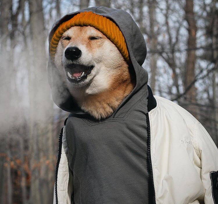 Dünyanın En Stil Sahibi Köpeği İle Tanışmaya Ne Dersiniz?