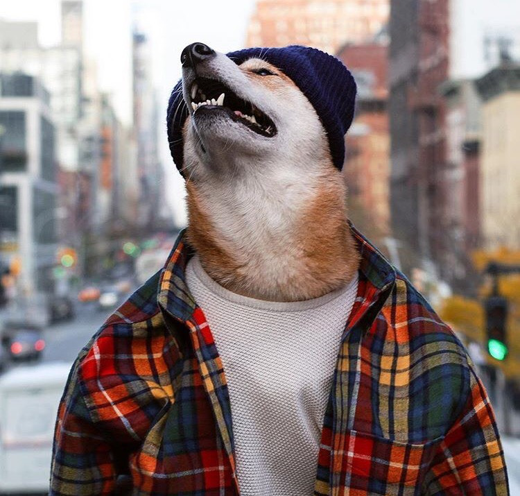 Dünyanın En Stil Sahibi Köpeği İle Tanışmaya Ne Dersiniz?