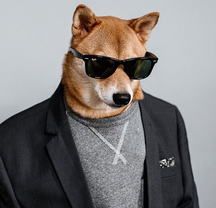 Dünyanın En Stil Sahibi Köpeği İle Tanışmaya Ne Dersiniz?