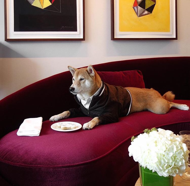 Dünyanın En Stil Sahibi Köpeği İle Tanışmaya Ne Dersiniz?