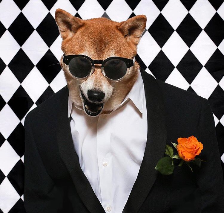 Dünyanın En Stil Sahibi Köpeği İle Tanışmaya Ne Dersiniz?