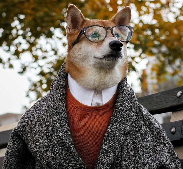 Dünyanın En Stil Sahibi Köpeği İle Tanışmaya Ne Dersiniz?