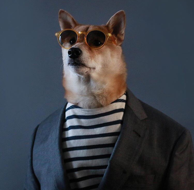 Dünyanın En Stil Sahibi Köpeği İle Tanışmaya Ne Dersiniz?