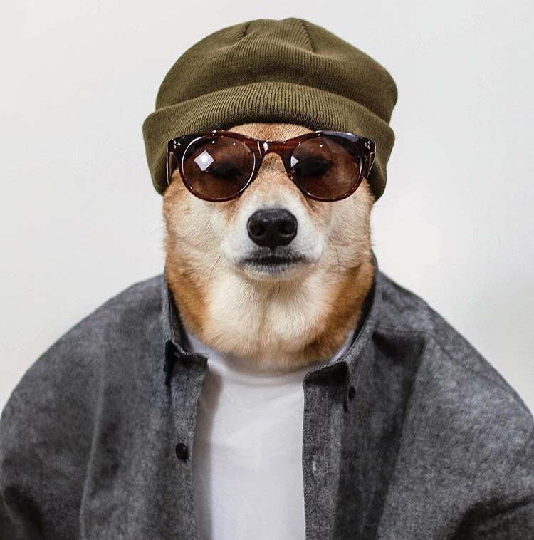 Dünyanın En Stil Sahibi Köpeği İle Tanışmaya Ne Dersiniz?