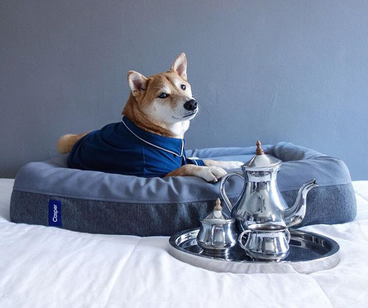 Dünyanın En Stil Sahibi Köpeği İle Tanışmaya Ne Dersiniz?