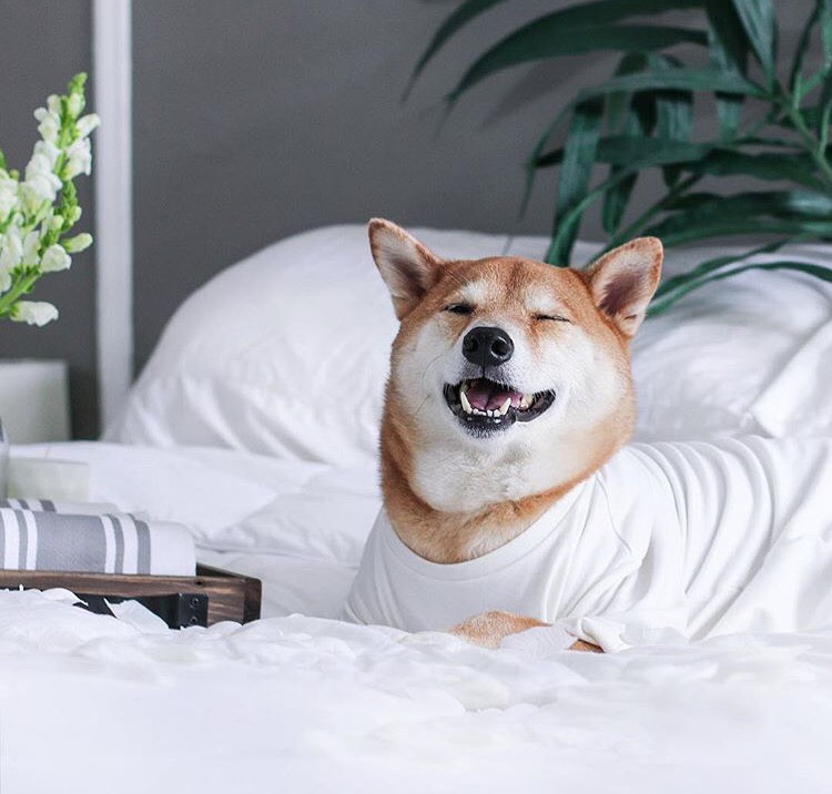 Dünyanın En Stil Sahibi Köpeği İle Tanışmaya Ne Dersiniz?