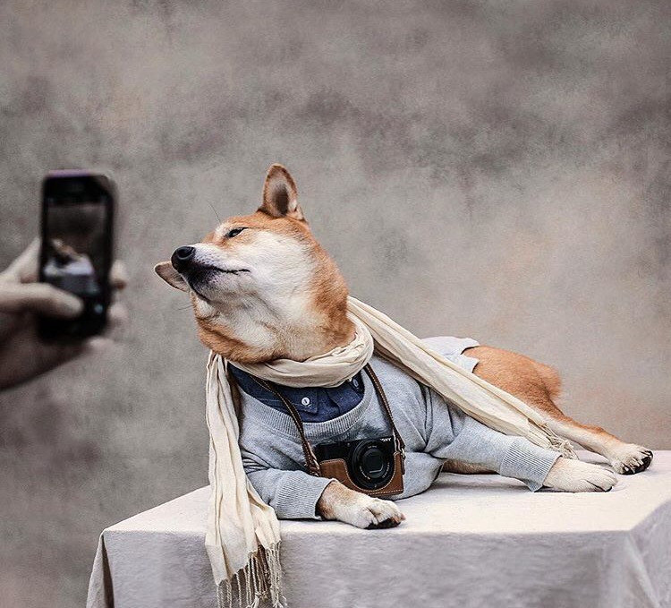 Dünyanın En Stil Sahibi Köpeği İle Tanışmaya Ne Dersiniz?