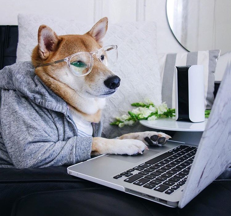 Dünyanın En Stil Sahibi Köpeği İle Tanışmaya Ne Dersiniz?