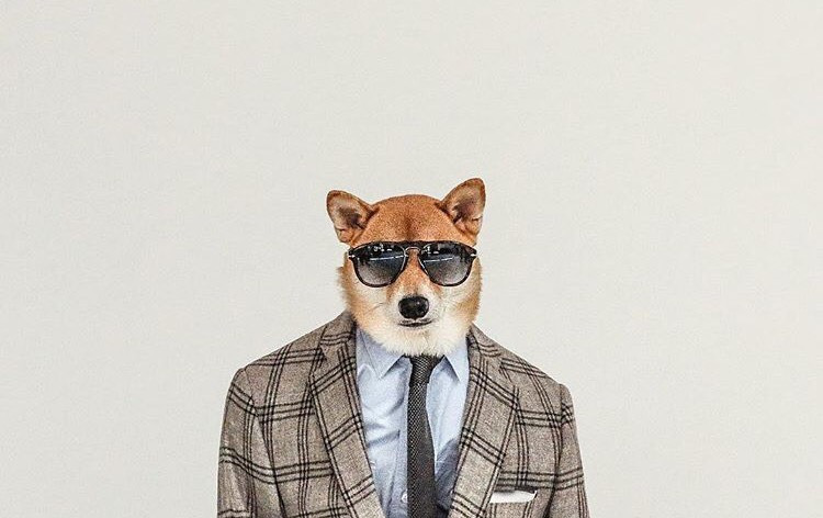 Dünyanın En Stil Sahibi Köpeği İle Tanışmaya Ne Dersiniz?