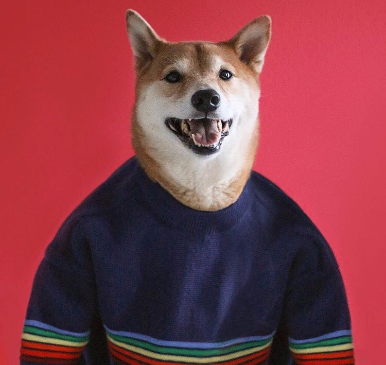 Dünyanın En Stil Sahibi Köpeği İle Tanışmaya Ne Dersiniz?