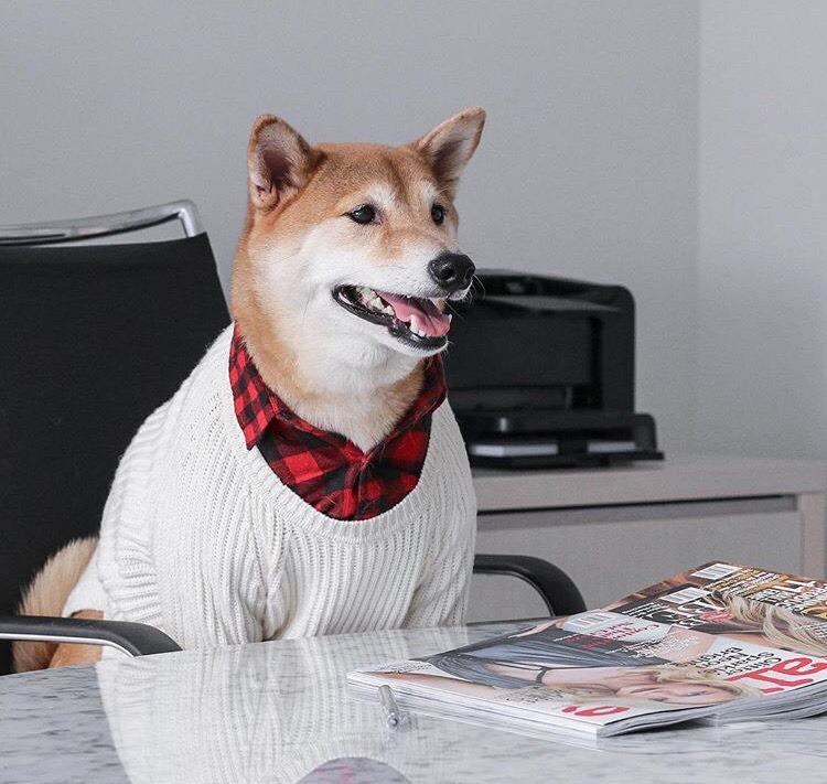 Dünyanın En Stil Sahibi Köpeği İle Tanışmaya Ne Dersiniz?