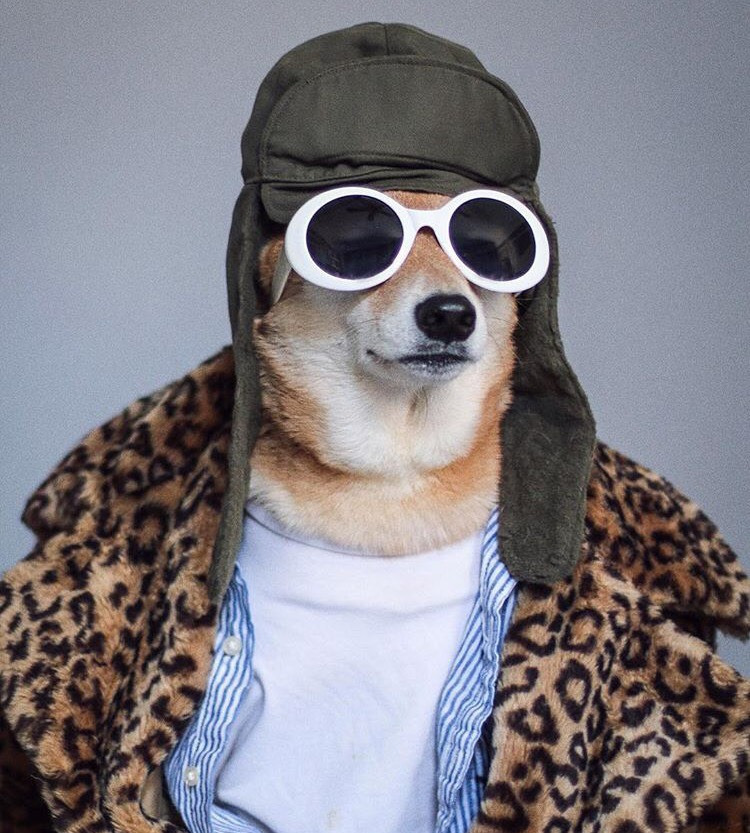 Dünyanın En Stil Sahibi Köpeği İle Tanışmaya Ne Dersiniz?