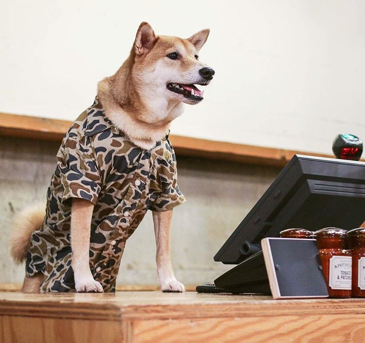 Dünyanın En Stil Sahibi Köpeği İle Tanışmaya Ne Dersiniz?