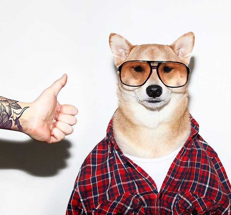 Dünyanın En Stil Sahibi Köpeği İle Tanışmaya Ne Dersiniz?