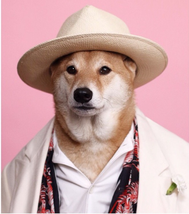 Dünyanın En Stil Sahibi Köpeği İle Tanışmaya Ne Dersiniz?