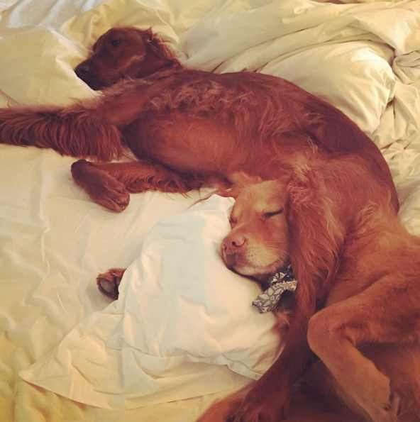 Instagram Takibi: Ryan Reynolds