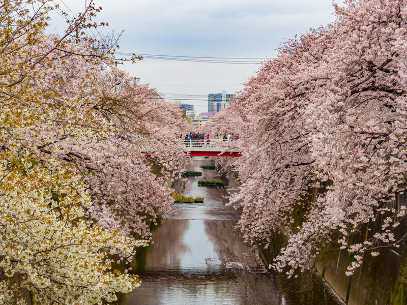 Dünyanın En Sağlıklı 10 Ülkesi
