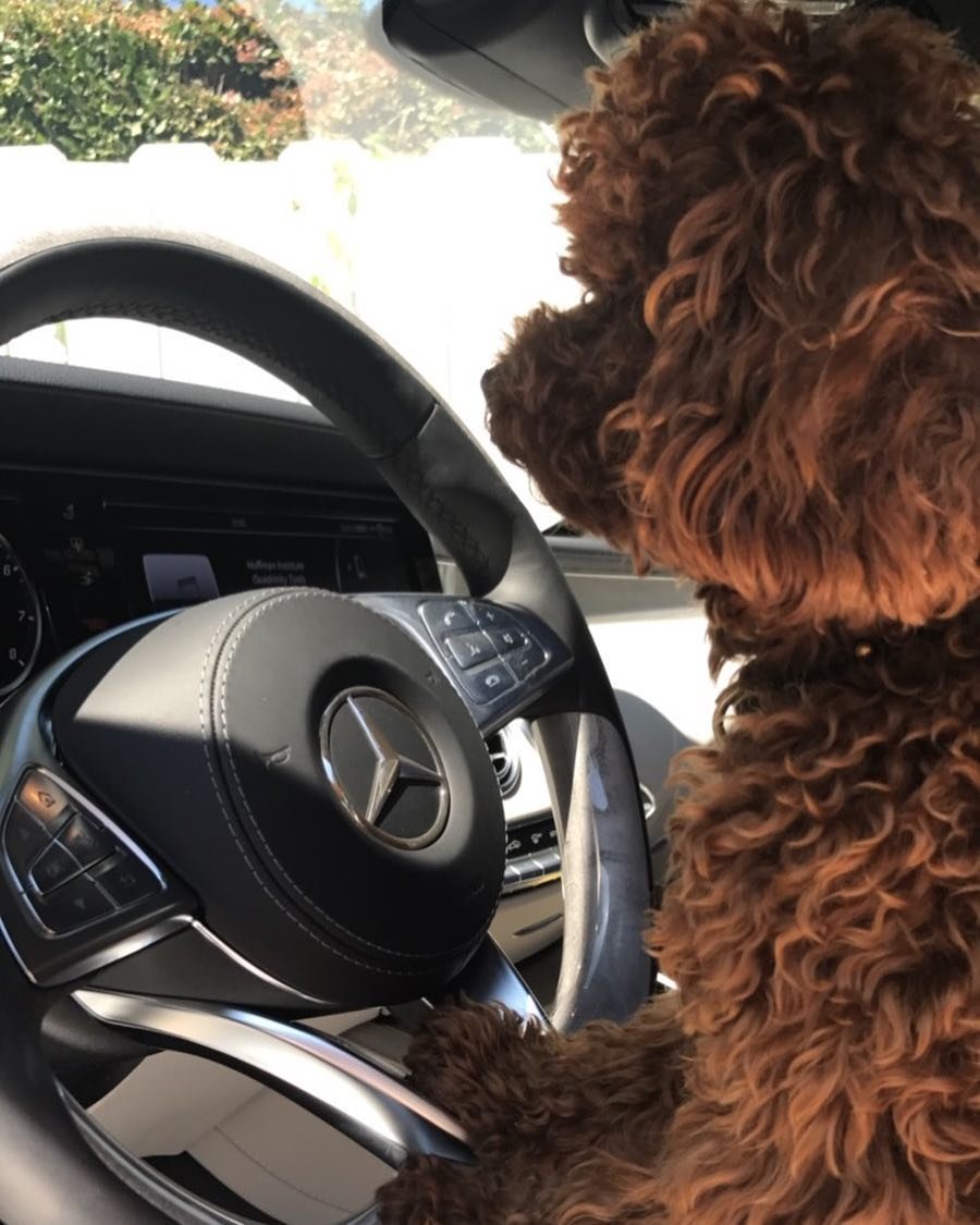 Bir Erkeğin En İyi Dostu Köpeği midir?