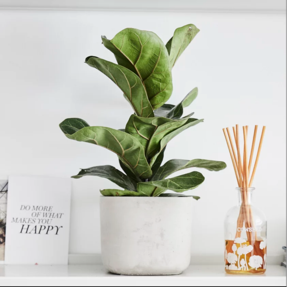 Evinizin Havasını Değiştirecek En İyi 10 Aksesuar