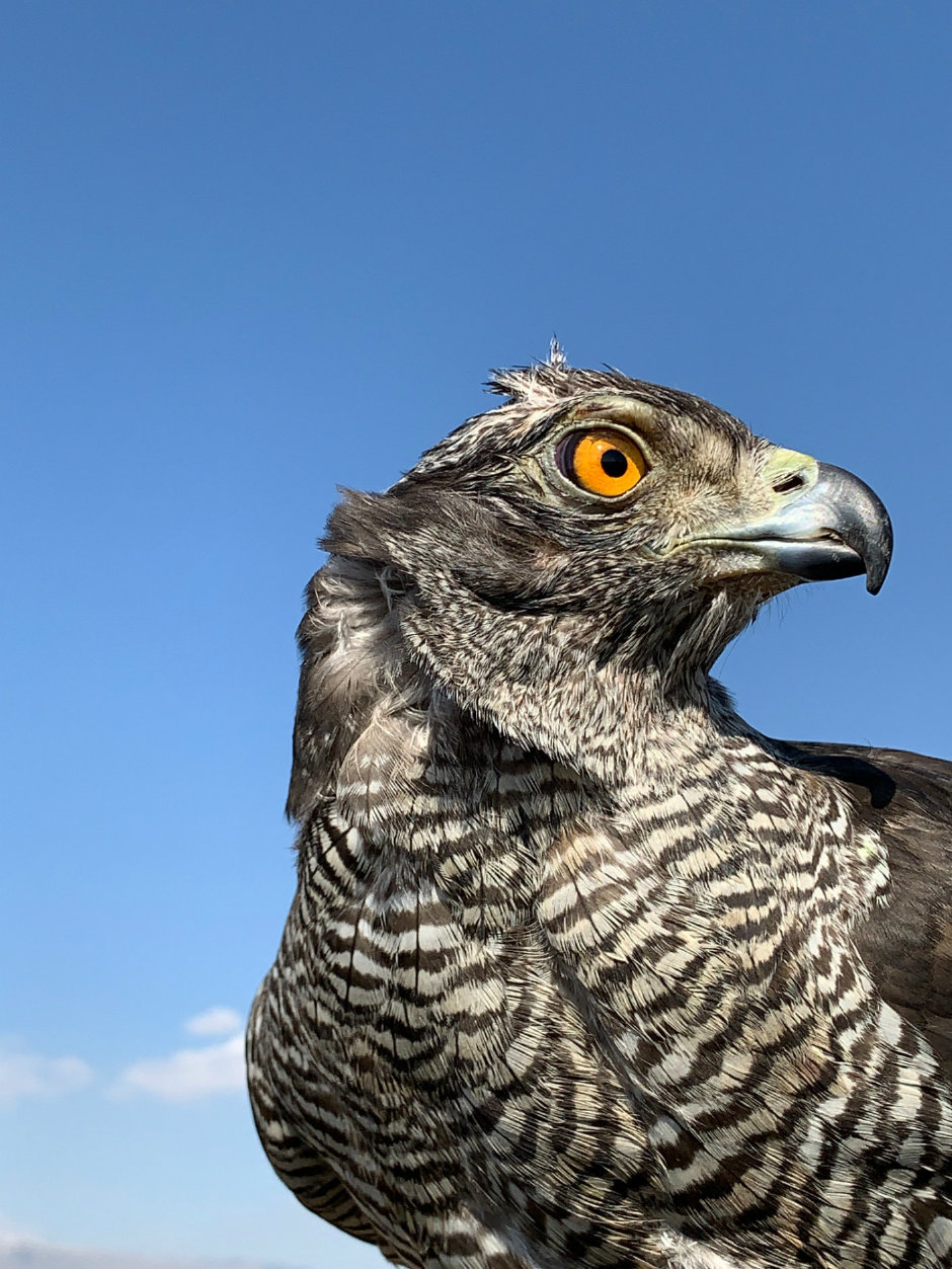 Çocukların Dünyası iPhone ile Hayat Buldu