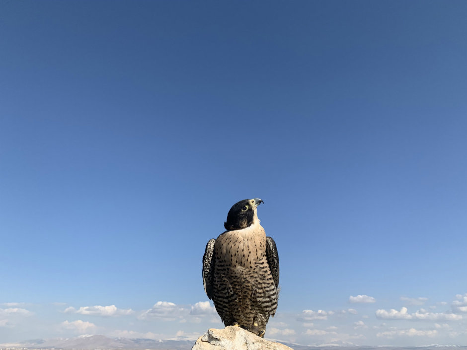 Çocukların Dünyası iPhone ile Hayat Buldu